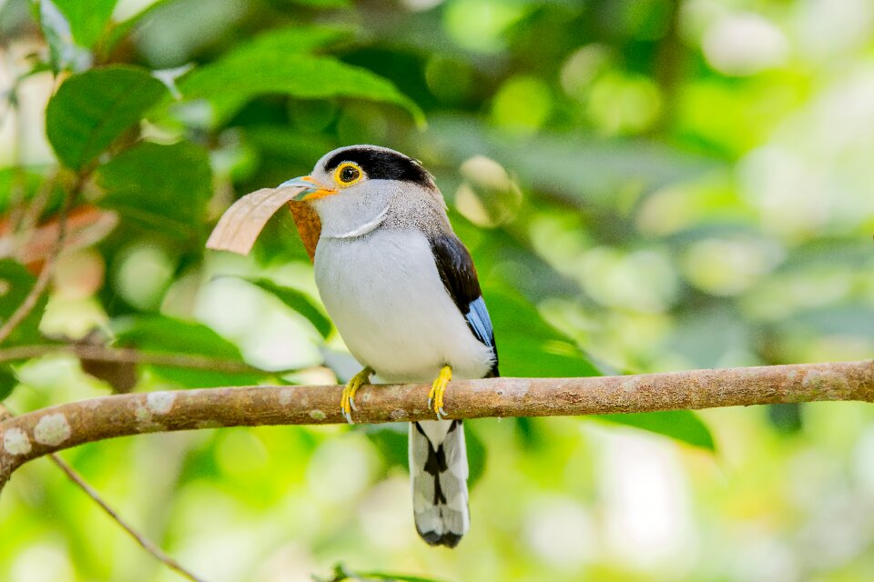 Bird malaysia birds wide mouth bird