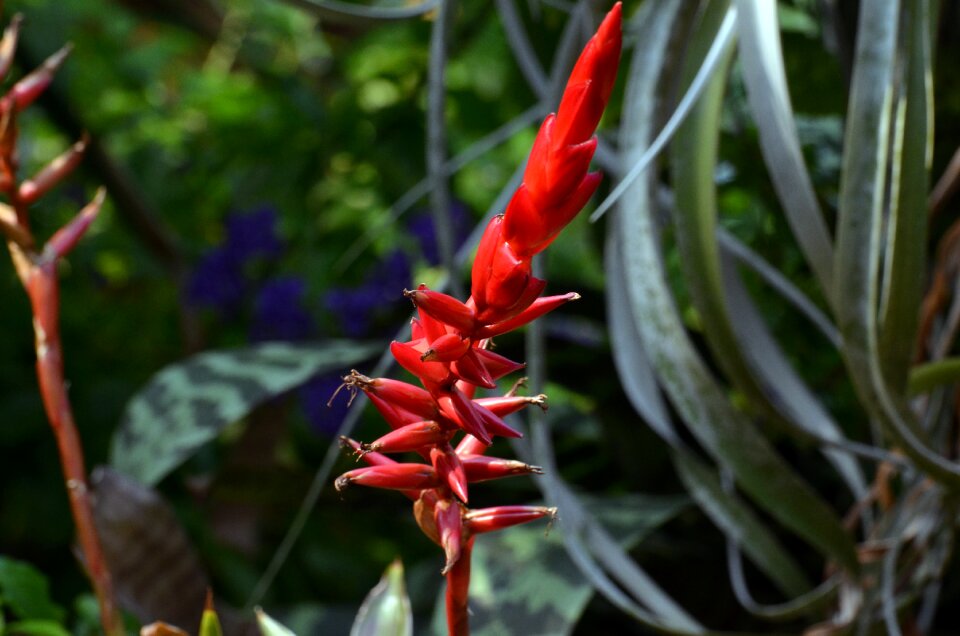Color jungle tropics