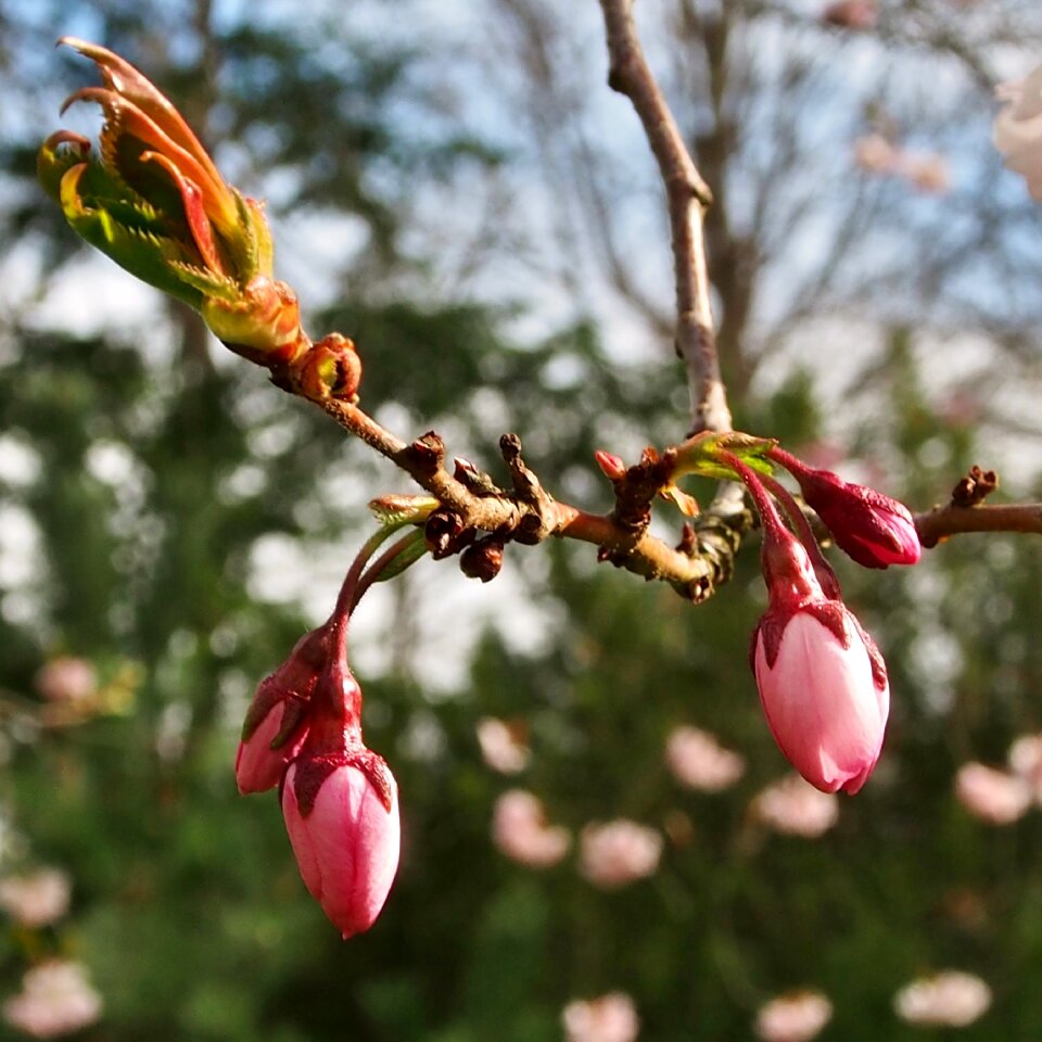 Pink spring japanese cherry trees