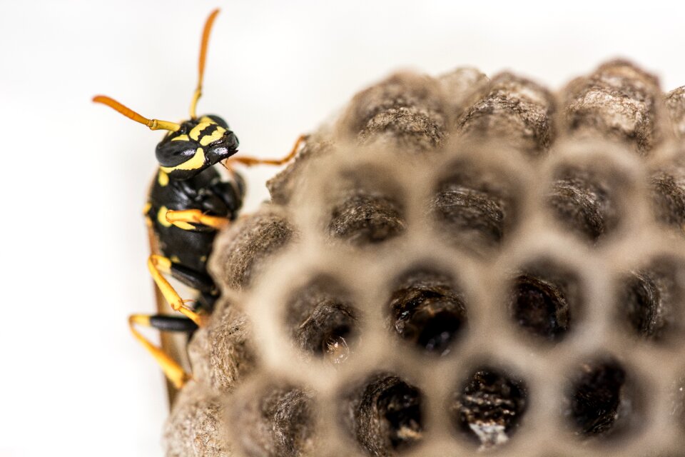 Insect close up honeycomb structure