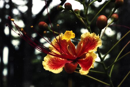 Trees fruits stems
