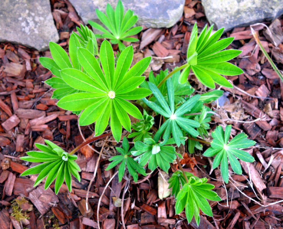 Plant nature season
