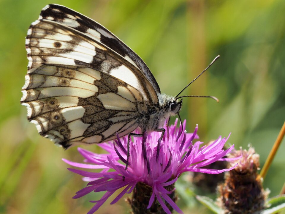 Okáč bojínkový butterfly macro