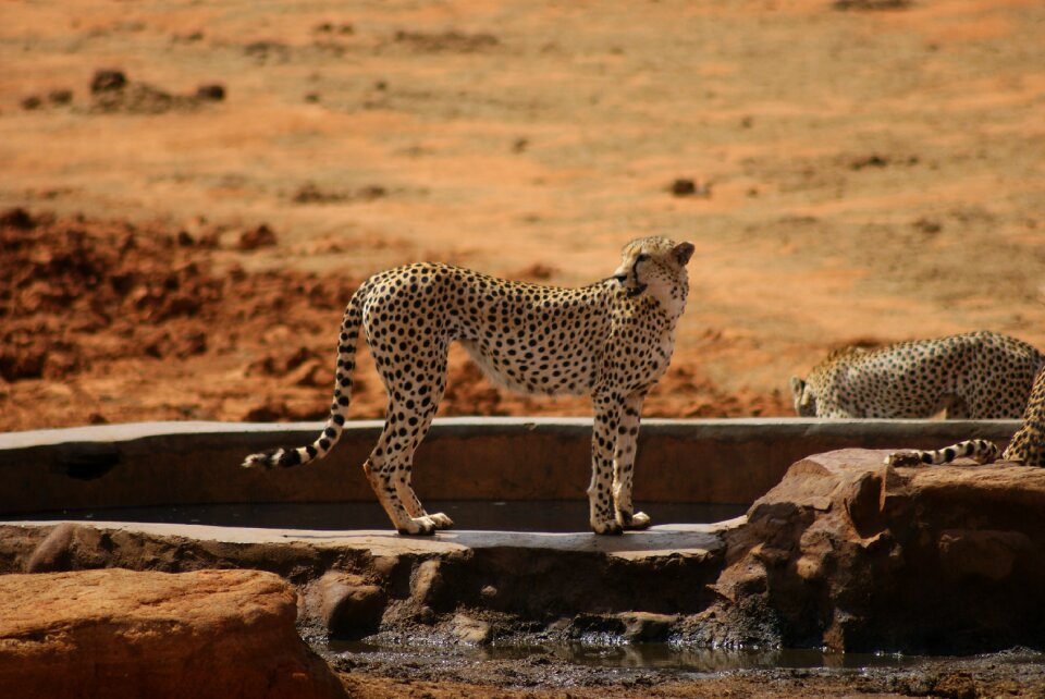 Cat campaign cheetah