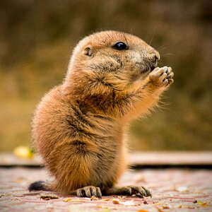 Nature animal prairie dog