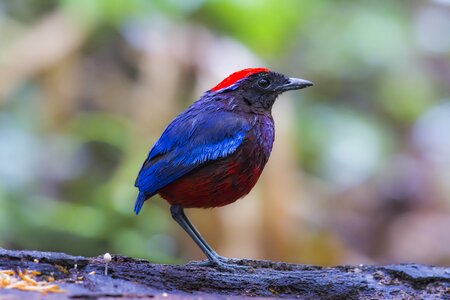 Bird malaysia birds eight color thrush
