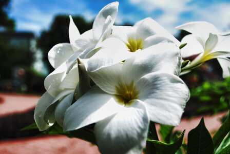 Field bed white