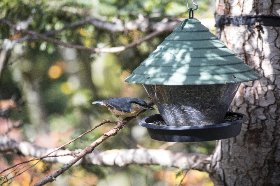Bird feeder treehouse great spotted woodpecker