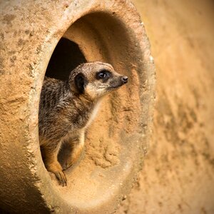 Mongoose curiosity curious photo