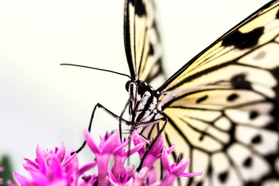 Pink insect blossom