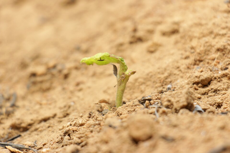 Nature earth petit