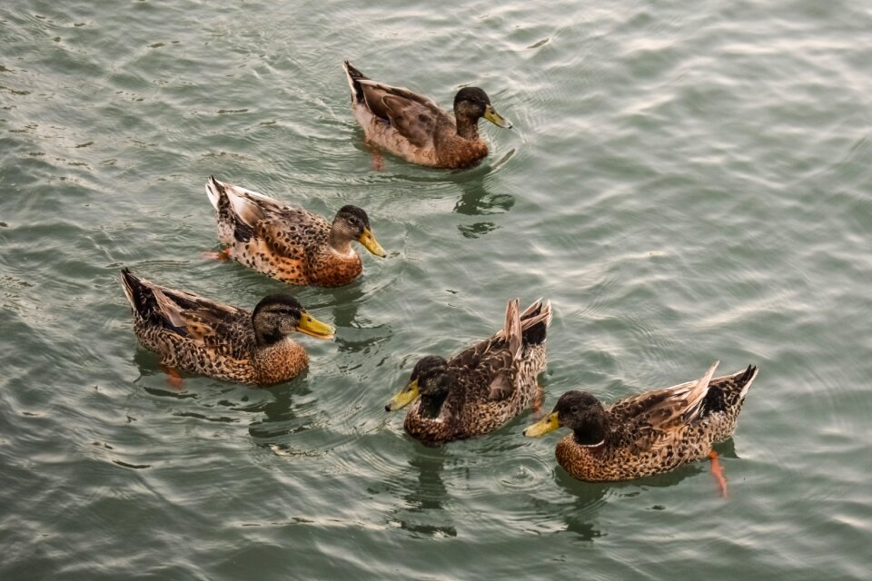 Animal nature group