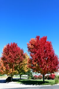 Leaf leaves fall photo