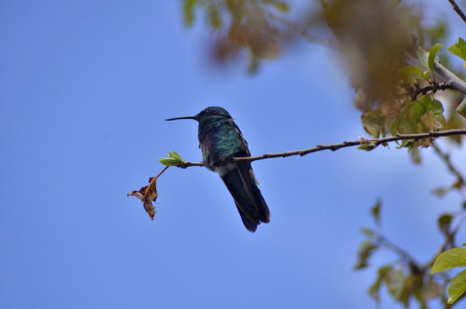 Cusco cuzco hummingbird