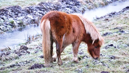 Grass herbivore hair