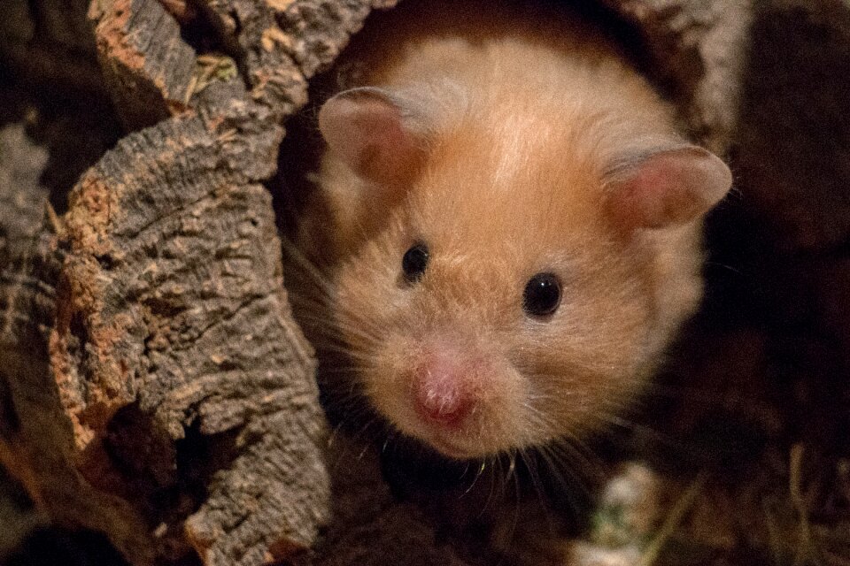 Small rodent curious