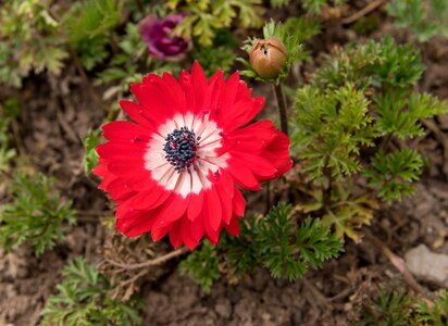 Flower plant red