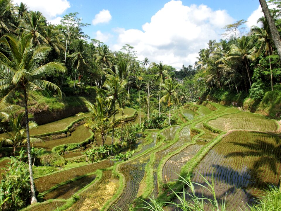 Ubud bali field
