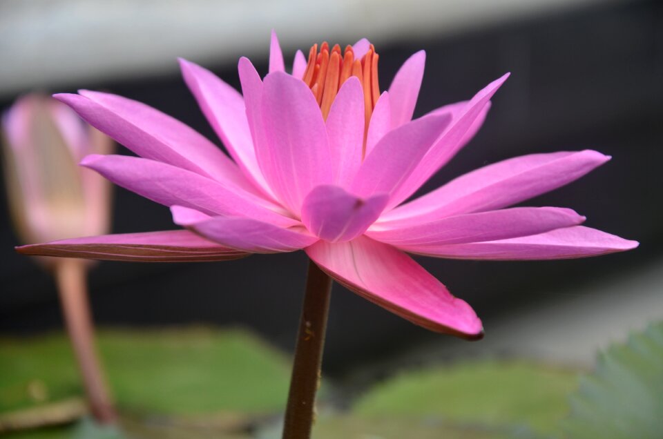 Nature garden lotus