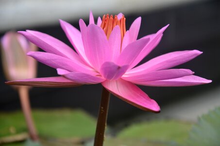 Nature garden lotus