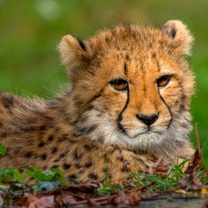 Mammal predator cheetah photo