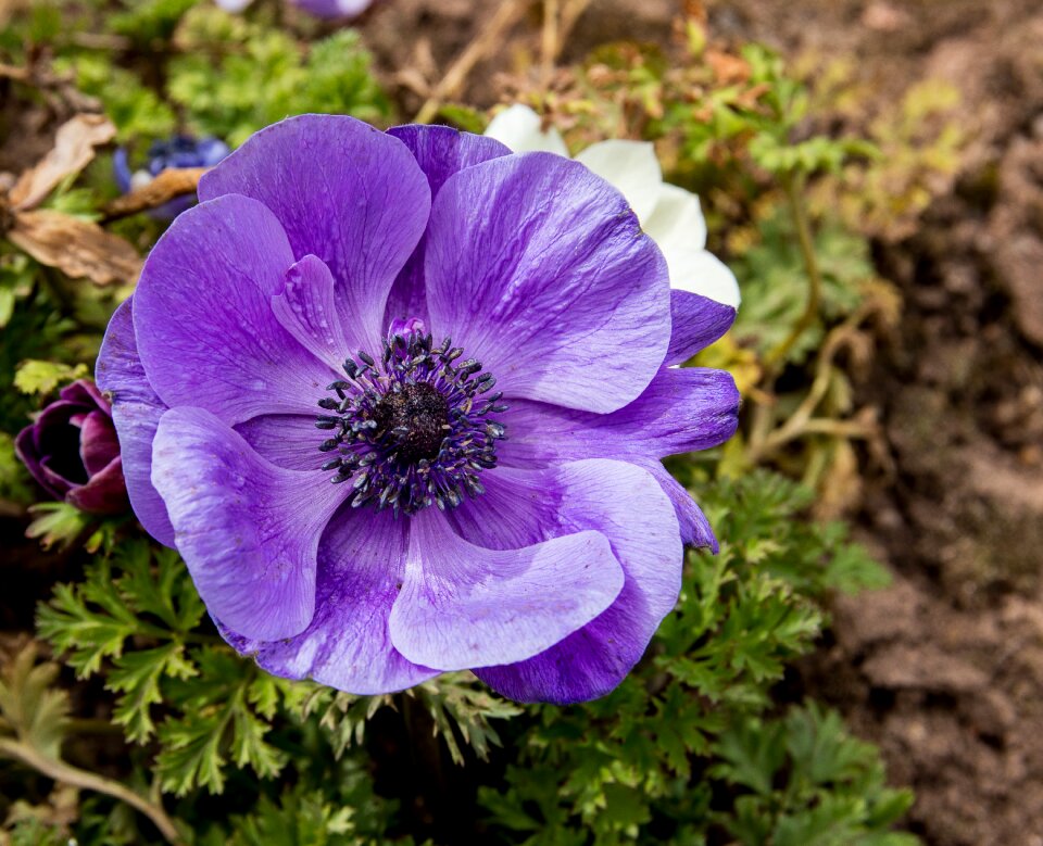Flower plant purple