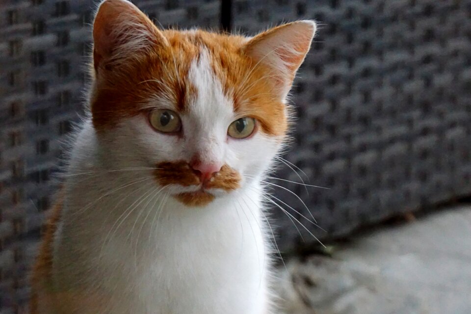 Moustache cute animal