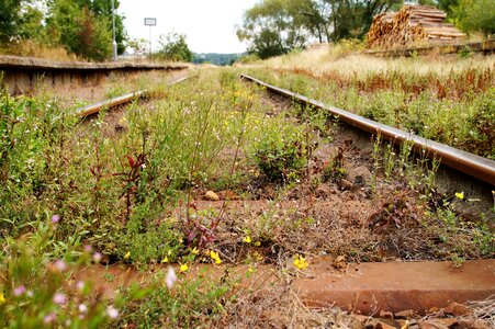 Railroad tracks nostalgia overgrown tracks photo