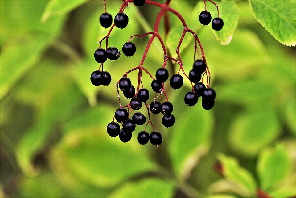 Elderberries close up macro