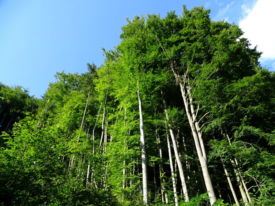 The edge of the forest beech nature