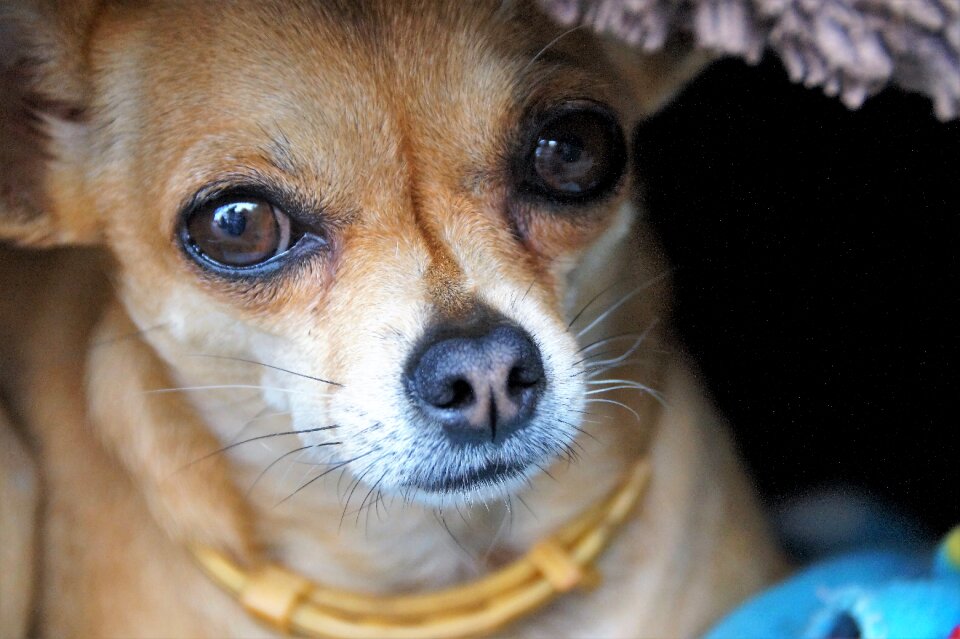 Shorthair big eyes dog eyes