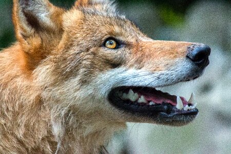 Animal dog wolf photo