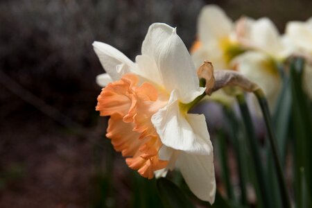 Daffodil narcissus plant photo