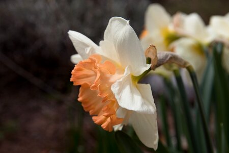 Daffodil narcissus plant