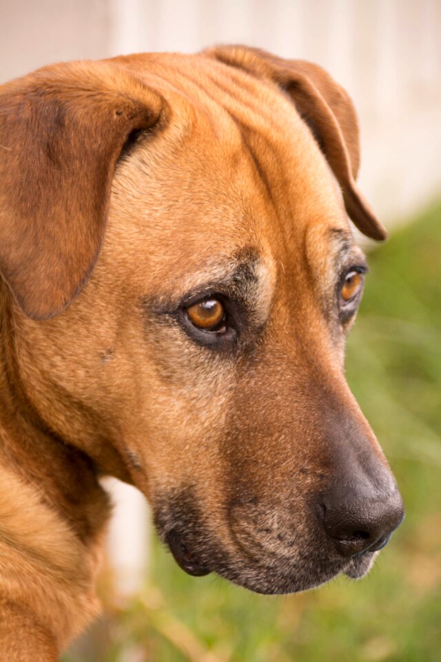 Eyes nose pet