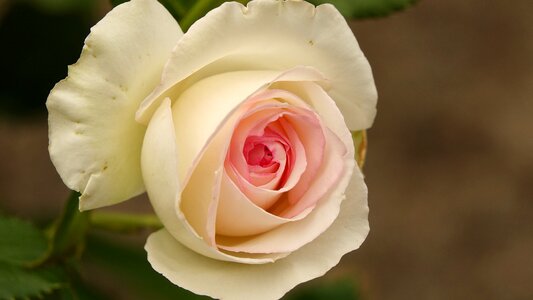 Rosebush petal floral