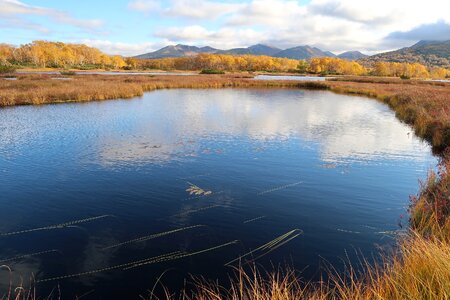 Tundra swamp nature