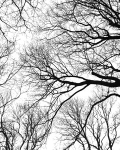 View forest sky