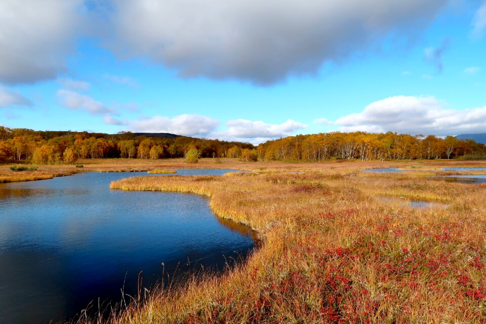 Tundra swamp nature