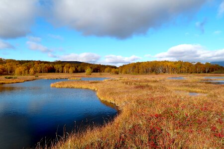 Tundra swamp nature photo