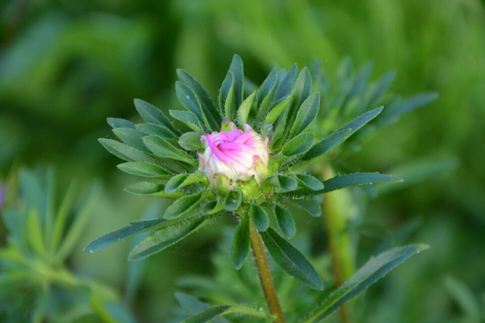 Garden bud pink green