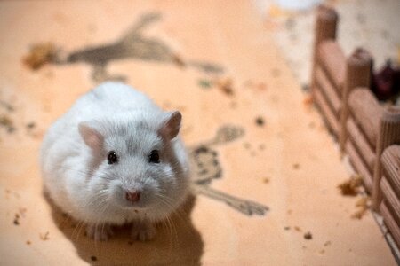 Pet knuffig small hybrid
