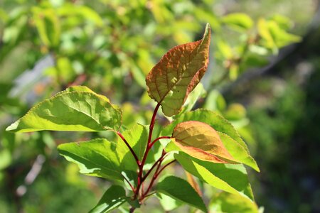 Nature plant apricot