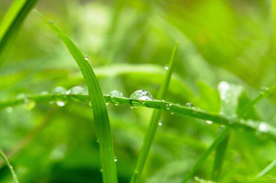 Freshness morning meadow
