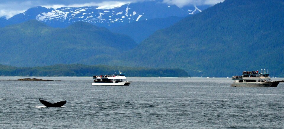 Humpback breach breaching photo