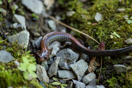 Bug salamander nature