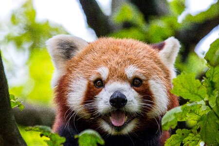Animal world cute panda