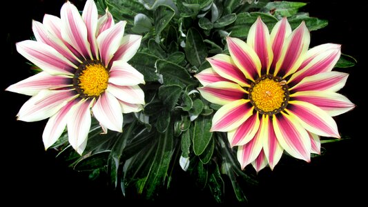 Garden plant nature