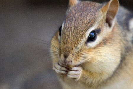 Nature animal fur photo