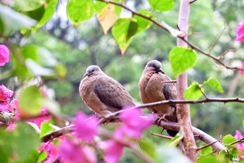 Bird close-up garden